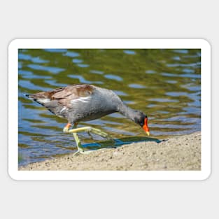 Common gallinule 3 Sticker